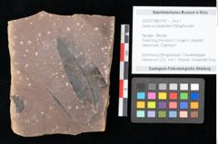 Foto (Objekt + Etikett) von Quercus palaeoilex Ettingshausen (NHMW-GEO-2024-0188-0767)